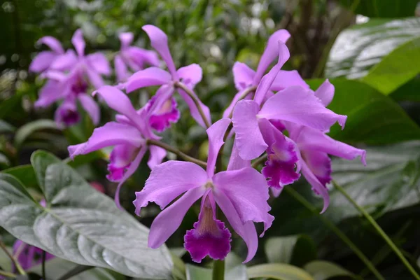 Orchideen Des Poznan Gewächshauses — Stockfoto