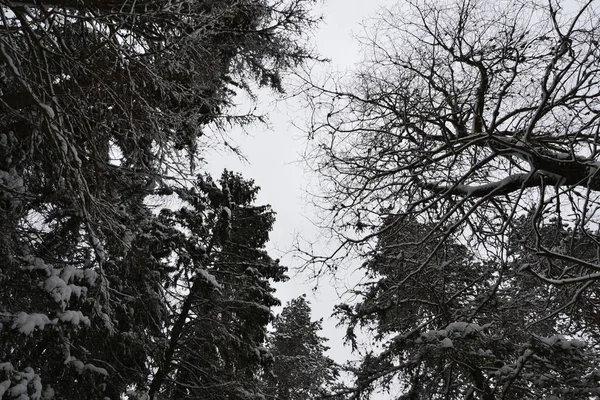 Bosques Picea Eslovaquia Nieve —  Fotos de Stock