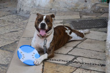 Bir zincir üzerinde Büyük sevimli köpek