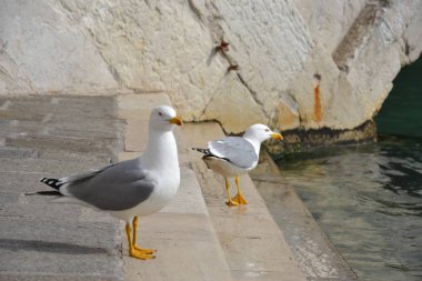 İlkbaharda Venedik Martıları