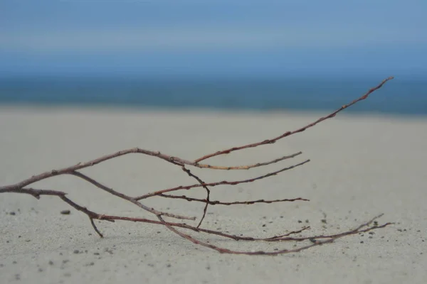 Objects on the sand of the Curonian spit