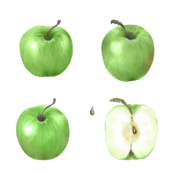 Εικονογράφηση Υδατογραφίων Τυλιγμένα Μήλα Σοδειά Συγκομιδής Μπορεί Χρησιμοποιηθεί Για Μενού — Φωτογραφία Αρχείου
