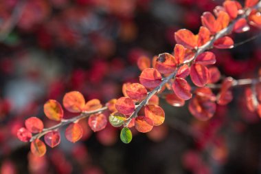 Altın sarısı parlak yapraklar. Sonbahar geldiğinde düşen güneş ışığı ormandaki ağaçların yapraklarını altın rengine boyar..