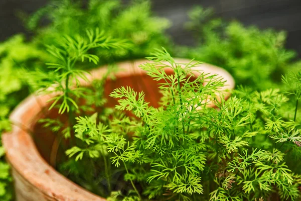 Yeşil dereotu evimizde tek başımıza, kahverengi bir çömleğin içinde yetiştirdik.