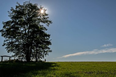 Öğleden sonra güneş ışığında parlayan dev bir ağaç, ağacın dallarında parlayan bir güneş ışığı, cennet gibi bir atmosfer yaratır. Büyük ağacın altında, oldukça küçük, düşünceli bir adam.. 