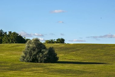 Basit mavi-yeşil manzara. Yeşil tarla, ormanla çevrili tarlada yalnız bir ağaç, açık mavi gökyüzünde az miktarda bulut, huzurlu bir atmosfer, basit, güzel bir manzara..