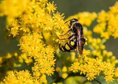 Siyah ve sarı çizgili eşek arısı tarladaki sarı kır çiçeğinin nektarını topluyor.