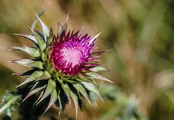 Wilde Bloem Met Paarse Bloemblaadjes Met Stekelige Distels Groene Bladeren — Stockfoto