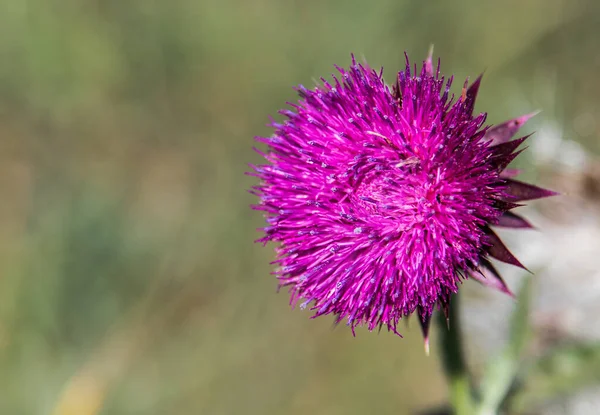 Flor Silvestre Con Pétalos Flores Rosadas Con Cardos Espinosos Hojas — Foto de Stock