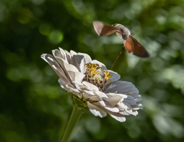 Kaczka Ogoniasta Macroglossum Stellatarum Wywabia Nektar Kwiatów Swoim Długo Rosnącym — Zdjęcie stockowe