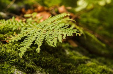 Sonbahar ormanındaki yeşil yosun kaplı odun üzerinde ıssız yeşil eğreltiotu..