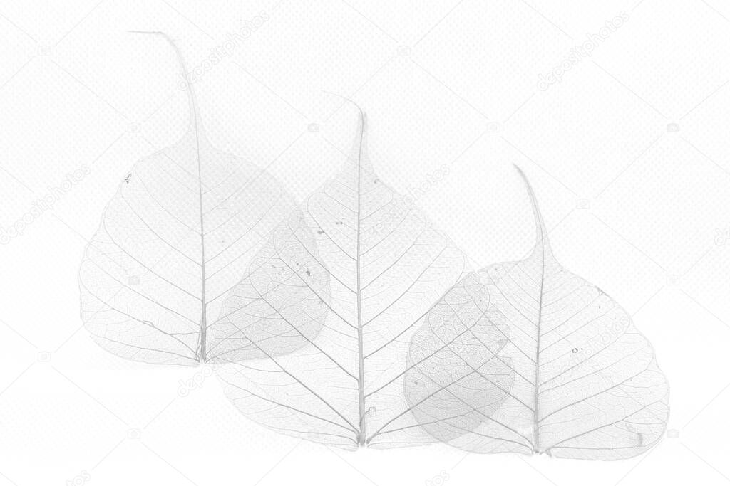 The veining of three translucent leaves appears faintly visible on a white background