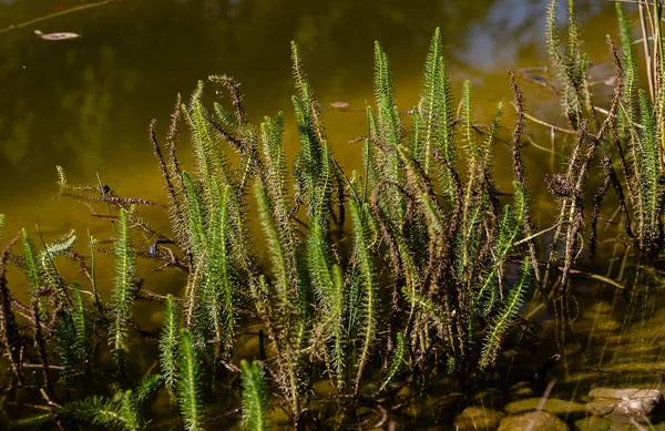 湖の岸に緑 肉質の葉の植生 — ストック写真