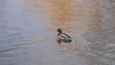 bir iki üç ördek gölde nehir üzerinde suda yüzmek