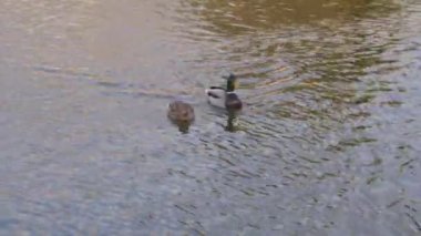 bir iki üç ördek gölde nehir üzerinde suda yüzmek