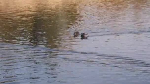 마리의 오리가 호수의 강에서 속에서 수영을 합니다 — 비디오