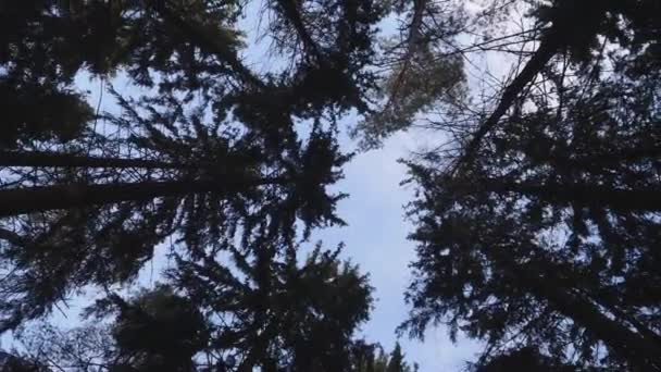 Δείτε Παγωμένο Σκοτάδι Των Δένδρων Κορυφές Του Δάσους Και Τον — Αρχείο Βίντεο