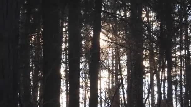 Вид Морозну Темряву Лісових Вершин Дерева Сонця — стокове відео