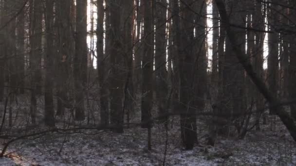 Voir Obscurité Glacée Des Cimes Des Arbres Forestiers Soleil — Video