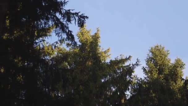 Δείτε Παγωμένο Σκοτάδι Των Δένδρων Κορυφές Του Δάσους Και Τον — Αρχείο Βίντεο