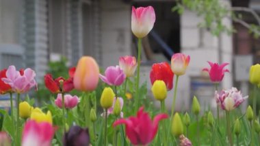 ülkede yaz renkli çiçekler laleler gladiolus papatyalar karahindiba