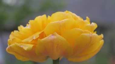 ülkede yaz renkli çiçekler laleler gladiolus papatyalar karahindiba