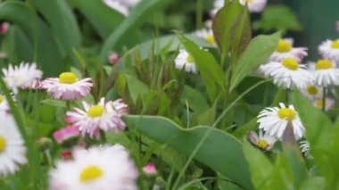 ülkede yaz renkli çiçekler laleler gladiolus papatyalar karahindiba