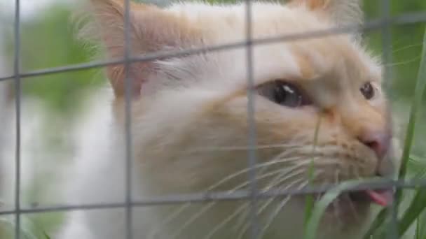 Biały Kot Trawę Siedzi Klatce — Wideo stockowe