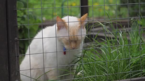 Белая Кошка Ест Траву Сидит Клетке — стоковое видео