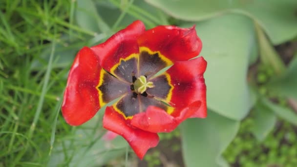 Letní Barevné Květy Zemi Tulipány Gladiolus Sedmikrásky — Stock video