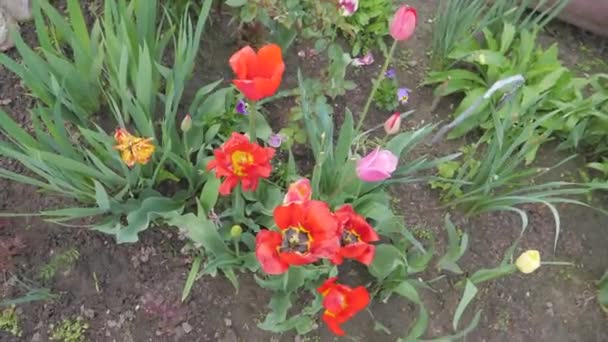 Verano Coloridas Flores País Tulipanes Gladiolos Margaritas Dientes León — Vídeos de Stock