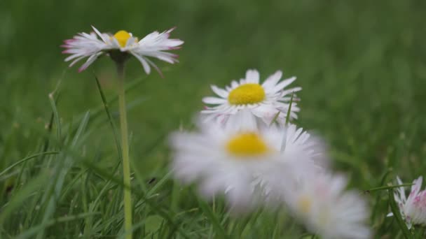 夏天五颜六色的花在乡村郁金香角质雏菊蒲公英 — 图库视频影像