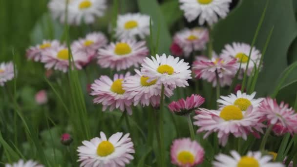 国のチューリップグラディオラスヒナのタンポポの夏のカラフルな花 — ストック動画