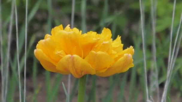 Summer Colorful Flowers Country Tulips Gladiolus Daisies Dandelions — Stock Video