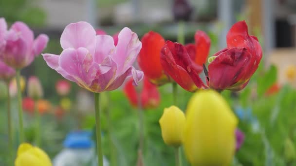Zomer Kleurrijke Bloemen Het Land Tulpen Gladiolus Madeliefjes Paardebloemen — Stockvideo