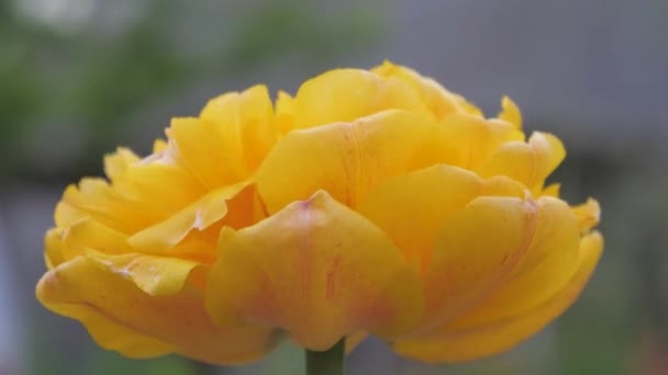 Zomer Kleurrijke Bloemen Het Land Tulpen Gladiolus Madeliefjes Paardebloemen — Stockvideo