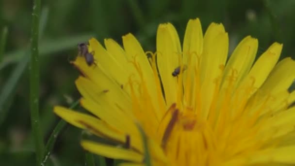 Hmyz Květinové Opřenci Heřmánkový Fotofotografie — Stock video