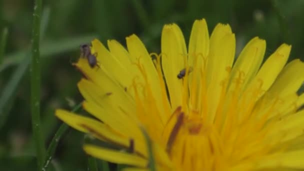 Owady Kwiat Zapylają Mrówki Rumianku Makro Fotografii — Wideo stockowe