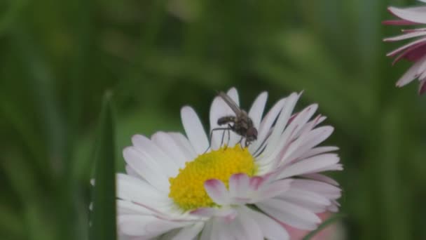 insectes sur une fleur polliniser camomille fourmis macro photographie 