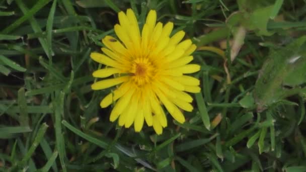 Insectos Una Flor Polinizar Hormigas Manzanilla Macro Fotografía — Vídeo de stock