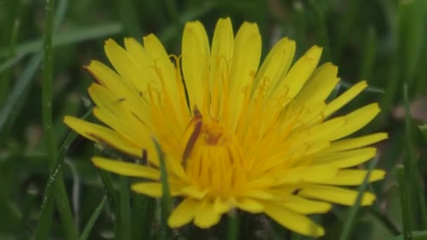 Insectos Una Flor Polinizar Hormigas Manzanilla Macro Fotografía — Vídeos de Stock