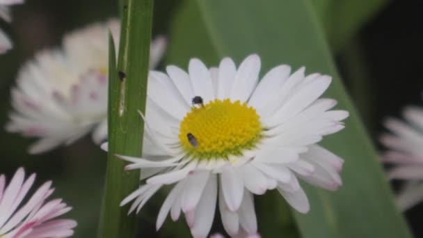 Insectos Una Flor Polinizar Hormigas Manzanilla Macro Fotografía — Vídeo de stock