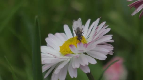 Owady Kwiat Zapylają Mrówki Rumianku Makro Fotografii — Wideo stockowe