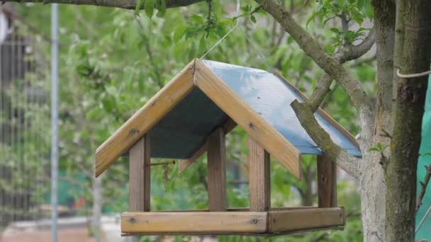 Birdhouse Een Boom Voor Vogels — Stockvideo