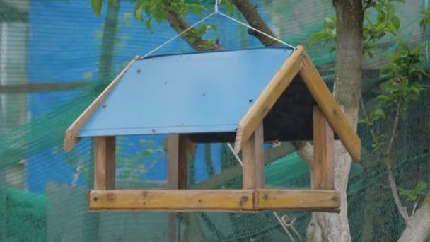 Birdhouse Een Boom Voor Vogels — Stockvideo