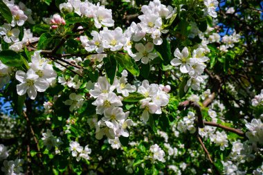 bahçede elma çiçeği