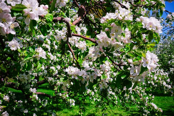 Flor Manzana Jardín — Foto de Stock