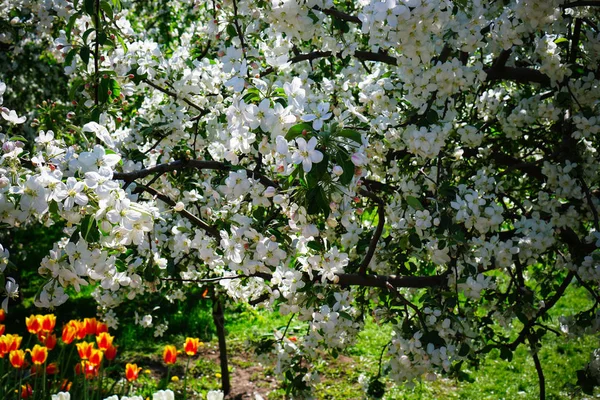 Apple Blossom Garden — Stock Photo, Image