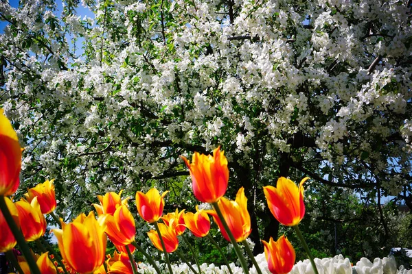 Fleur Pomme Dans Jardin — Photo