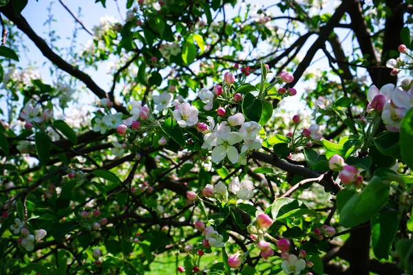 Flor Manzana Jardín — Foto de Stock